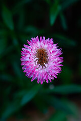 Single pink strawflower growing in a raised flower bed.