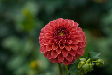 Beautiful blooming dahlia flower.  Flower growing in a flower garden.  Red, brown, rust color.