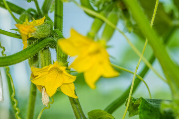 Tiny unripe cucumbers for the winter under the greenhouse 