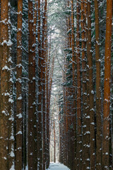 Obraz premium A picturesque alley in a snowy forest, a wide road in a winter forest.