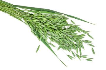 Green oat ears isolated on white background, top view