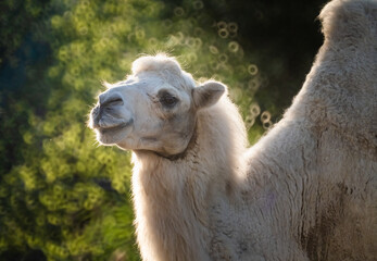 Bactrian camel (Camelus bactrianus), a large, even-toed ungulate native to the steppes of Central Asia. It has two humps on its back, in contrast to the single-humped dromedary camel