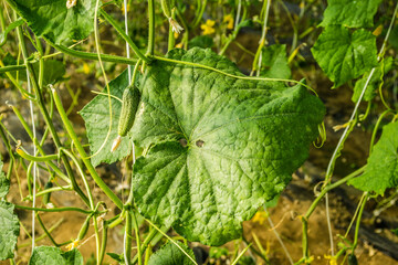 Tiny unripe cucumbers for the winter under the greenhouse 