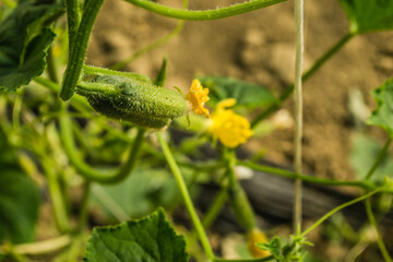 Tiny unripe cucumbers for the winter under the greenhouse 