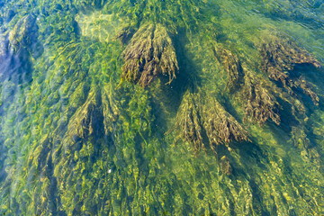 Amazing underwater kelp forests under the crystalline waters of the Upper Zurich Lake (Obersee)...