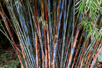 Bamboo forest, natural green background of stalks and branches. Nature Green Bamboo tree on sunlight background. Beautiful bamboo forest of the green nature background. Bamboo trees in jungle.