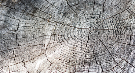 Fototapeta premium wood texture