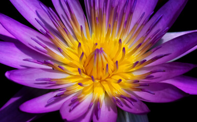 Obraz premium Purple lotus on water