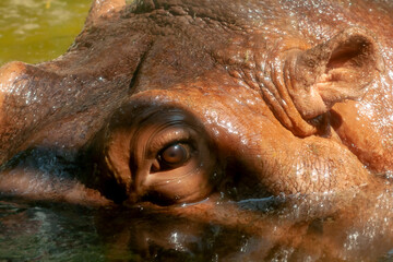Head of hippopotamus