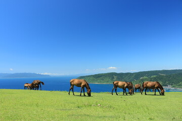 都井岬の御崎馬