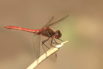 Red dragonfly sitting on branch