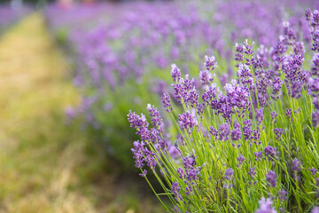 Fototapeta premium Lavender bushes closeup on sunset.. Field of Lavender, Lavender officinalis. Lavender flower field, image for natural background.Very nice view of the lavender fields.