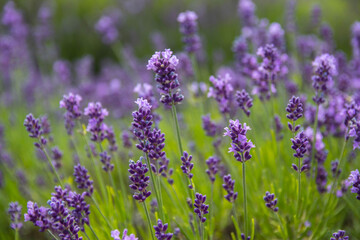 Lavender bushes closeup on sunset.. Field of Lavender, officinalis. Lavender flower field, image for natural background.Very nice view of the lavender fields.