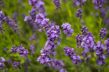 Obraz premium Lavender bushes closeup on sunset.. Field of Lavender, officinalis. Lavender flower field, image for natural background.Very nice view of the lavender fields.