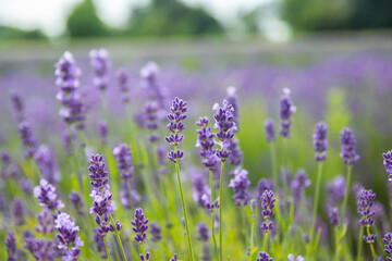 Lavender bushes closeup on sunset.. Field of Lavender, officinalis. Lavender flower field, image for natural background.Very nice view of the lavender fields.