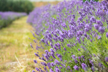 Obraz premium Lavender bushes closeup on sunset.. Field of Lavender, officinalis. Lavender flower field, image for natural background.Very nice view of the lavender fields.