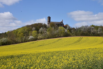 rapeseed field in spring with Castle