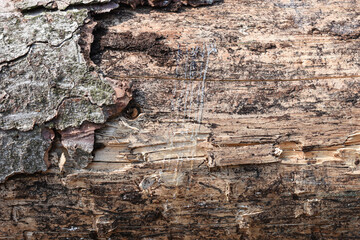 old wood texture
