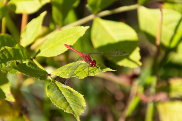 Close up of a scarlet darter dragonfly, also called Crocothemis erythraea or Feuerlibelle