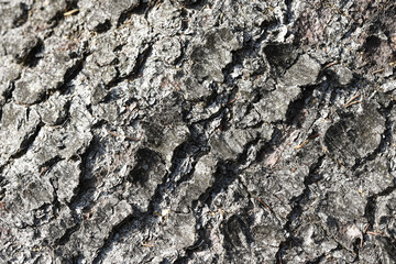 texture of the bark