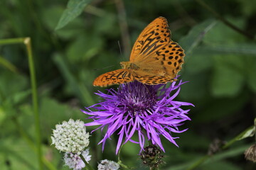 orange-black butterfly on purple flower