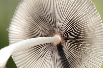 Macro of a mushroom 