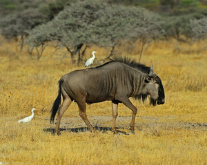 Cattle Egret riding on back of Blue Wildebeest - Etosha Park