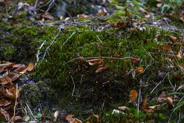 moss on the ground