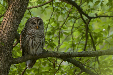 Barred Owl Perched On Branch At Great Swamp National Wildlife Refuge