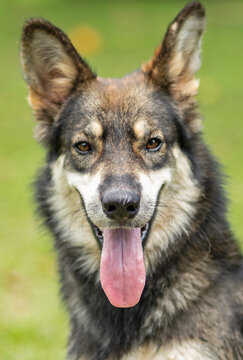 german shepherd dog