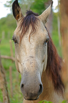 portrait of a horse