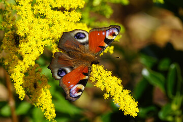 Peacock butterfly (Aglais io, Inachis io), family Nymphalidae  on flowers of Canadian goldenrod (Solidago Canadensis), family Asteraceae or Compositae. Netherlands, September