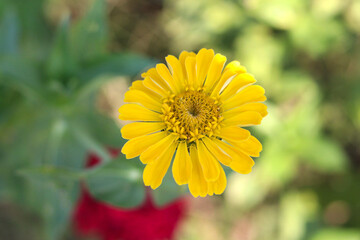 yellow flower in the garden
