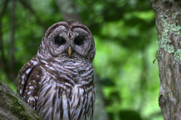 Barred Owl Perched On Branch At Great Swamp National Wildlife Refuge