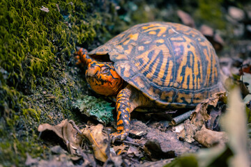 Box turtle on the grass