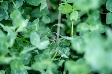 green clover leaves  meadow close up 