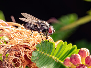 House Fly of the Family Muscidae