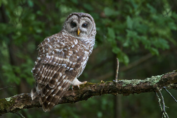Barred Owl Perched On Branch At Great Swamp National Wildlife Refuge