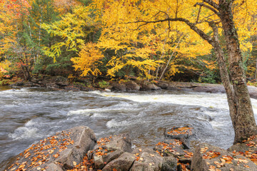 Red leaves and rapids at Algonquin Provincial Park, Canada