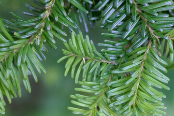 Needles of a Pacific silver fir, Abies amabilis
