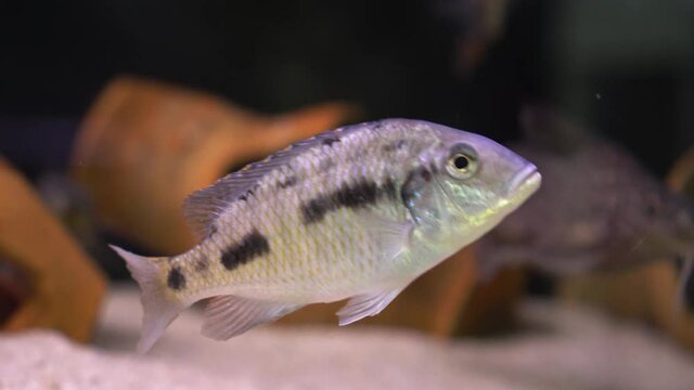Malawi cichlids. Fish of the genus Cynotilapia in the aquarium