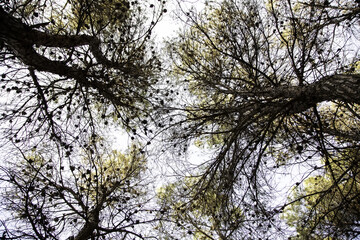 Fototapeta premium Pine forest natural