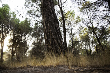 Pine forest natural