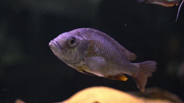 Malawi cichlids. Fish of the genus Cynotilapia in the aquarium