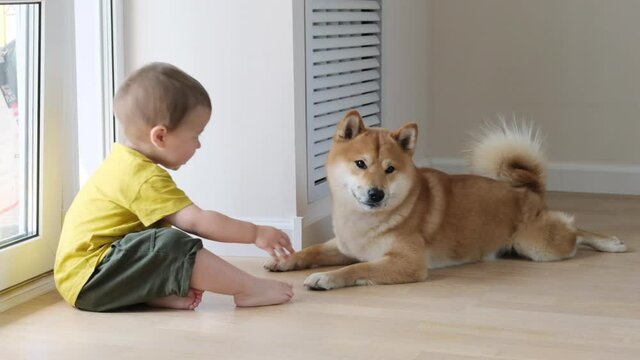 Shiba inu huge dog coming to a happy child. Baby boy is feeding his puppy with the hands at home