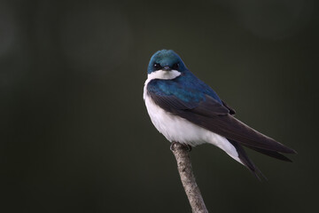 Male Tree Swallow Perched On End of Branch