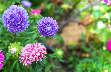 Astra decorative plant with beautiful inflorescences-baskets. Green flower background