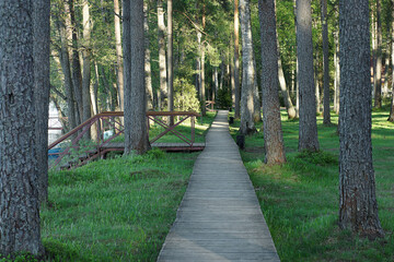 Wooden boardwalk walking path in the middle of the forest with pine trees in summer