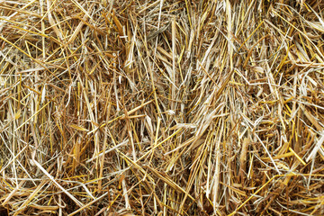 hay background. Texture hay closeup in color. Fodder for livestock and construction material. Dry straw macro shot. Background or Texture