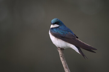 Male Tree Swallow Perched On End of Branch